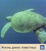 Зеленая черепаха