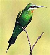 Зеленая щурка (Merops superciliosus)