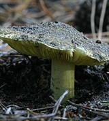 Зеленушка (Tricholoma equestre)