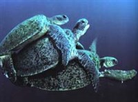 Зеленые черепахи (близ Борнео)