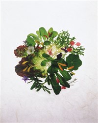 Зелень (полезные советы) (1)