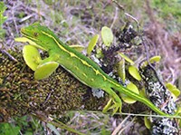 Зелёный геккон (Naultinus elegans)