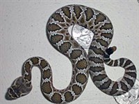 Зелёный гремучник (Crotalus viridis).