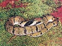 Зелёный килебрюхий уж (Macropisthodon plumbicolor)