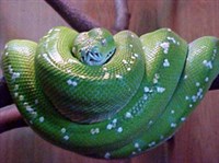 Зелёный питон