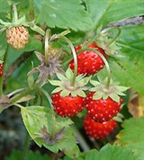 Земляника (ягоды)