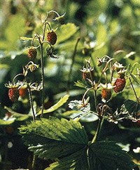 Земляника [кулинария]