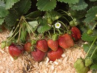 Земляника ананасная, садовая – Fragaria x ananassa Duchesne.
