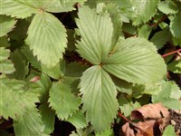 Земляника виргинская – Fragaria virginiana Duchesne.