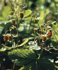 Земляника лесная