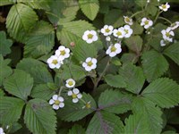 Земляника мускатная, клубника – Fragaria moschata Duchesne.