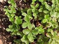Земляника холмистая, полуница – Fragaria viridis Duchesne.