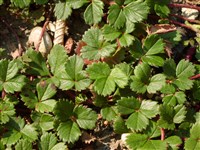 Земляника чилийская – Fragaria chiloensis Duchesne.