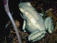 Земноводные (Листолаз ужасный)