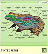 Земноводные (системы внутренних органов)