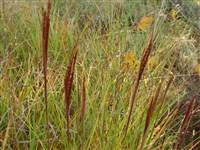 Зизания водяная, водяной рис, канадский рис, тускарора – Zizania aquatica L.
