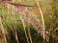 Зизания широколистная – Zizania latifolia (Griseb) Stapf.