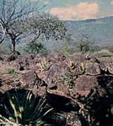 Зимбабве (национальный парк Матопо)