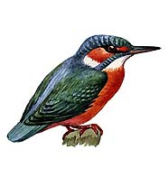 Зимородки (зимородок голубой)