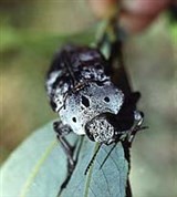 Златки (Златка черная)