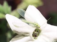 Златоглазка