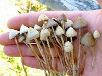 Злоупотребление психоделическими препаратами