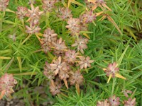 Змееголовник Руйша – Dracocephalum ruyschianum L. (1)