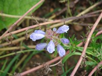 Змееголовник аргунский – Dracocephalum argunense Fisch.ex. Link.