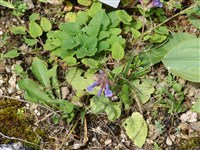 Змееголовник безбородый – Dracocephalum imberbe Bunge.