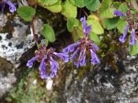 Змееголовник крупноцветковый, алтайский – Dracocephalum grandiflorum L.