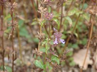 Змееголовник поникший – Dracocephalum nutans L.