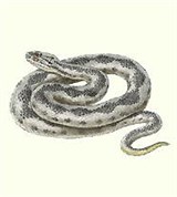 Змеи (гадюка обыкновенная)