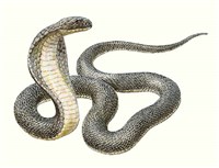 Змеи (кобра)