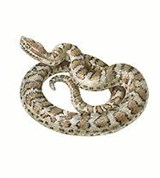 Змеи (щитомордник)