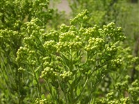 Золотарник жесткий – Solidago rigida L.