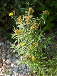 Золотарник злаколистный – Solidago graminifolia (L.) Salisb.