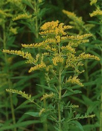 Золотарник канадский, золотая розга – Solidago canadensis L.