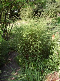 Золотарник морщинистый – Solidago rugosa Mill.