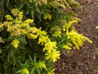Золотарник обыкновенный, золотая розга – Solidago virgaurea L. (1)