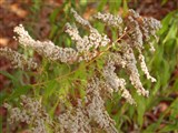 Золотарник обыкновенный, золотая розга – Solidago virgaurea L. (2)