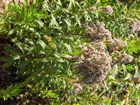 Золотарник пахучий – Solidago odora Ait.