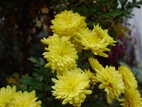 Золотая Нива [Род дендрантема – Dendranthema (DC.) Desmoul]