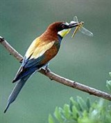 Золотистая щурка (Merops apiaster)