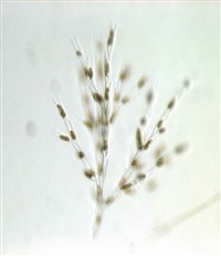 Золотистые водоросли (Золотистые водоросли)