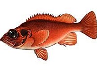 Золотистый окунь (рисунок)