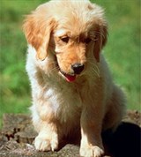 Золотистый ретривер (щенок)