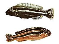 Золотой меланохромис (рисунок)