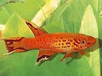 Золотой южный афиосемион (самец)