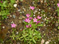 Золототысячник зонтиковидный, малый – Centaurium umbellatum Gilib.