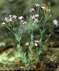 Золототысячник зонтичный